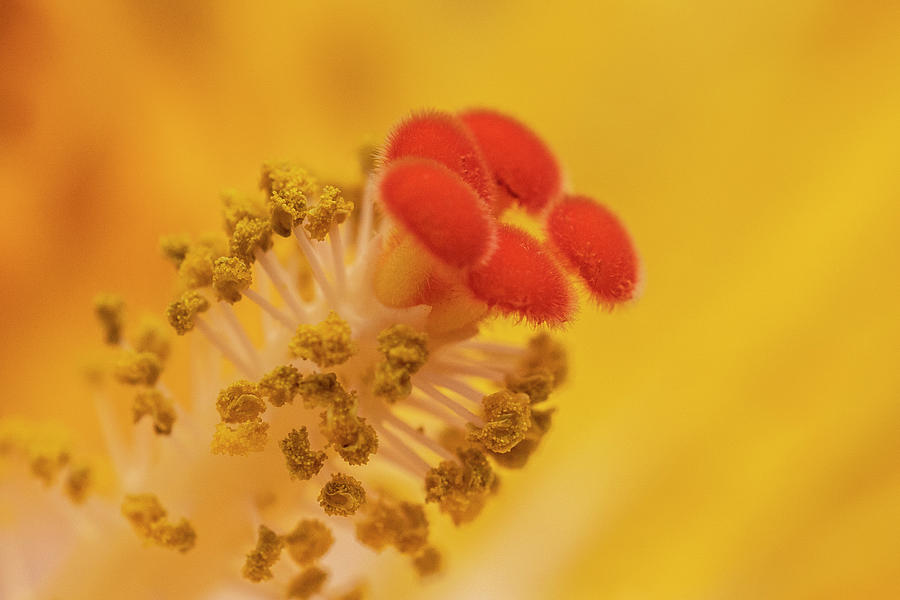 Inside the Flower by Ronald Santini Inside the Flower by Ronald Santini