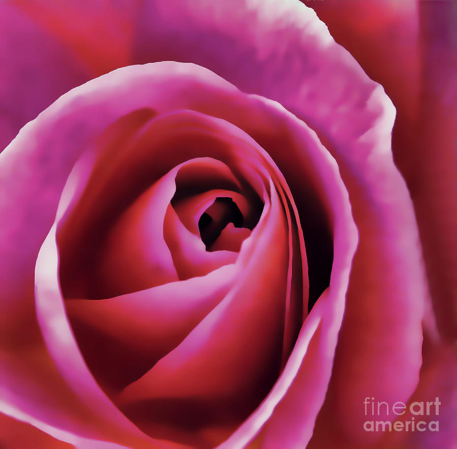 Inside The Pink Rose Digital Art by D Hackett