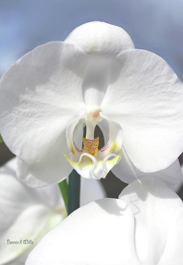 Inside the white Orchid Photograph by Bonnie Willis