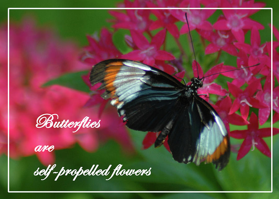 Inspiration Butterflies Card Photograph by Jerry Griffin