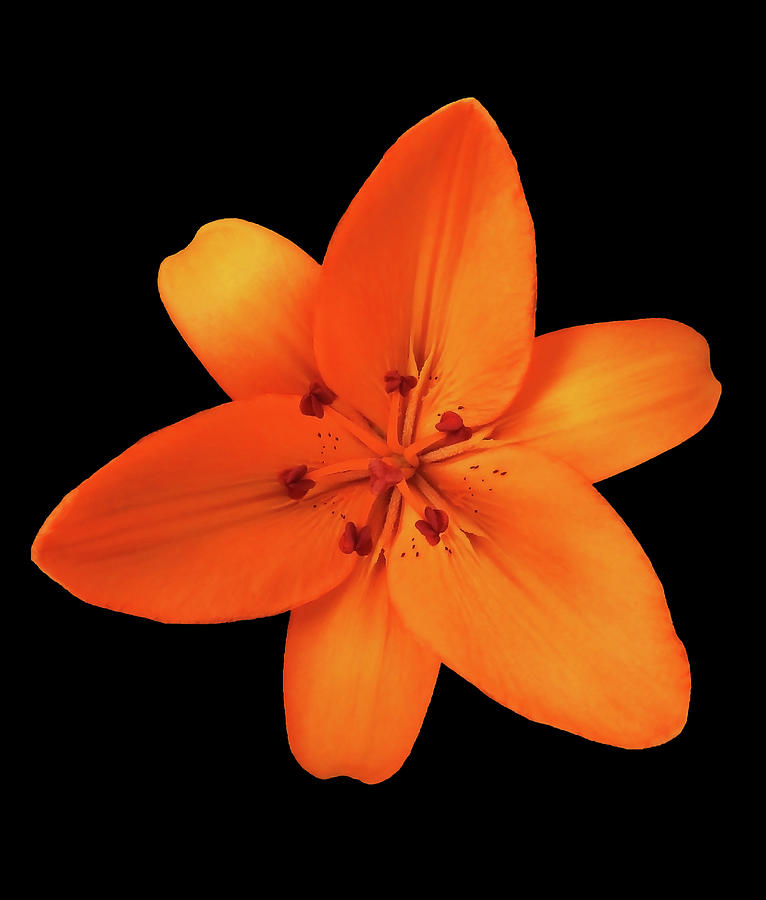 Inspirational Orange Lily On Black Photograph by Johanna Hurmerinta