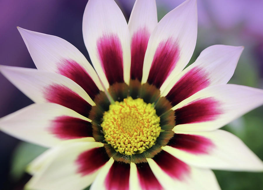Inspiring Gazania Pavonia by Johanna Hurmerinta Inspiring Gazania Pavonia by Johanna Hurmerinta