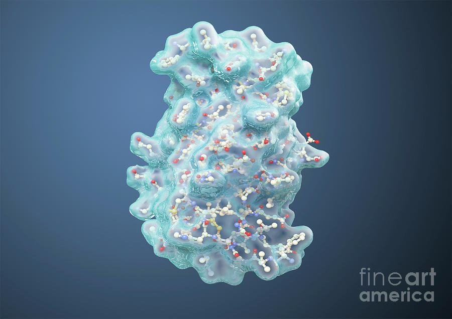 Insulin Molecule Photograph by Medical Graphics/michael Hoffmann