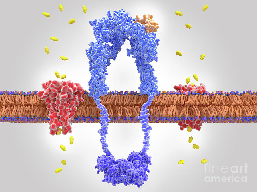 Illustration Photograph - Insulin Receptor And Glucose Transport by Juan Gaertner/science Photo Library