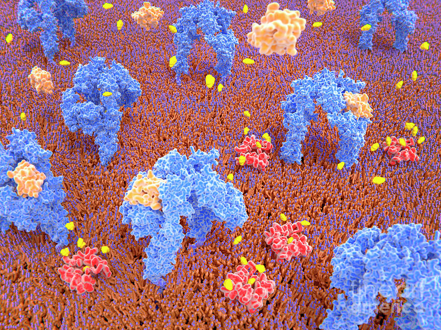 Insulin Receptors By Juan Gaertner/science Photo Library