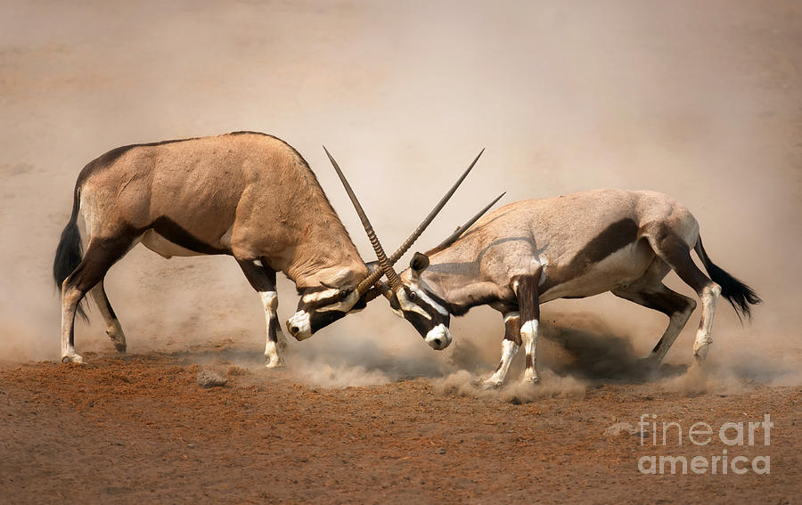 Domination Photograph - Intense Fight Between Two Male Gemsbok by Johan Swanepoel