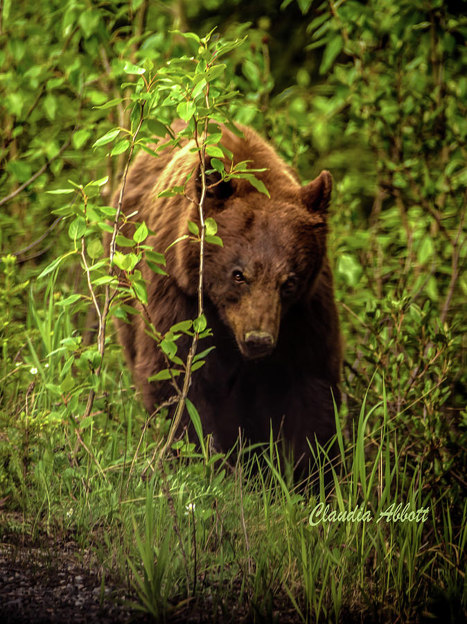 Intense Grizzly Photograph by Claudia Abbott