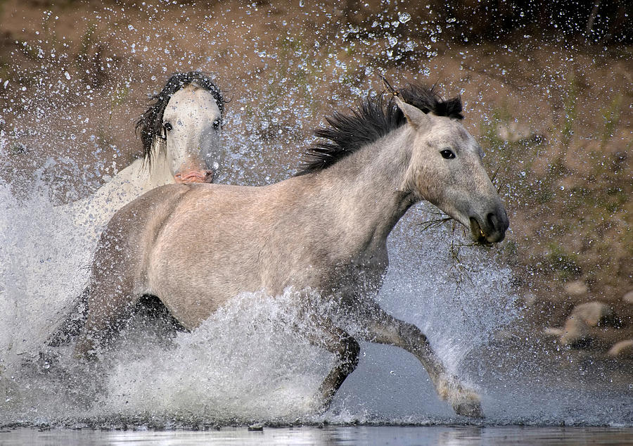 Intense Lead Stallion. Photograph by Paul Martin