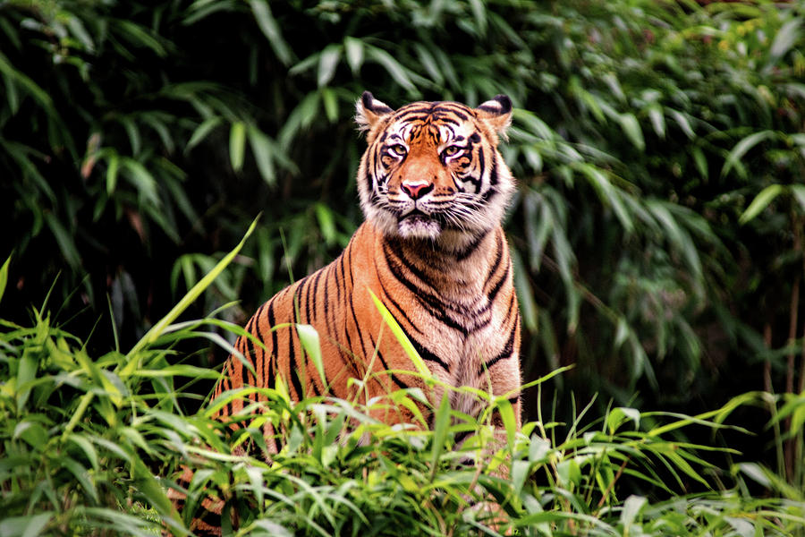 Intense Tiger Photograph by Don Johnson