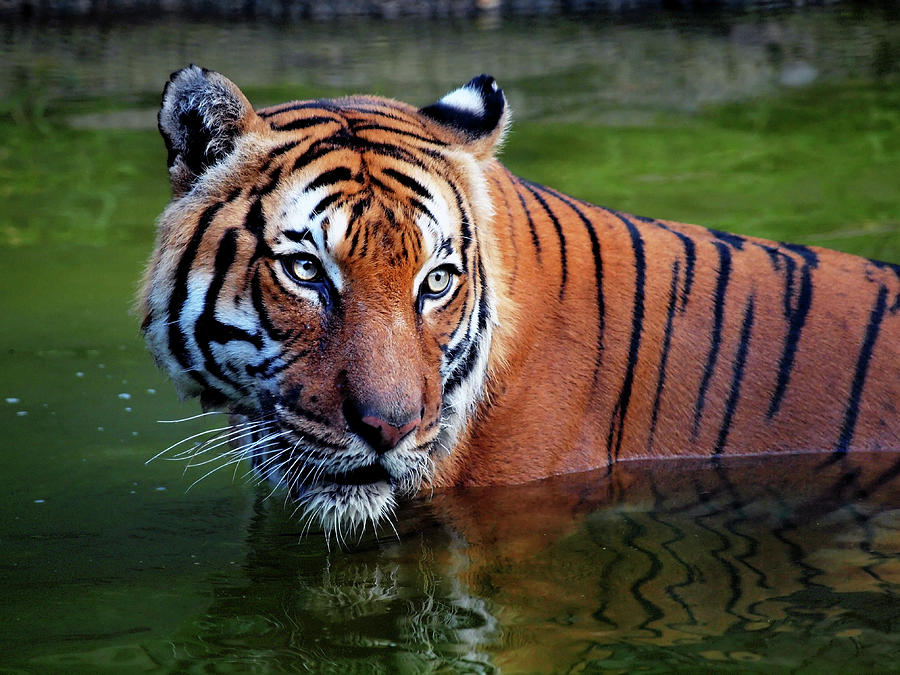 Intense Tiger Gaze Photograph by Sandra L. Grimm