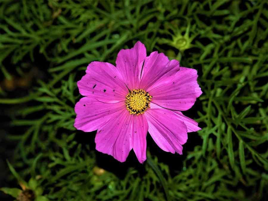 Nature Photograph - Intense Vivid Flower by Jenna Monroe