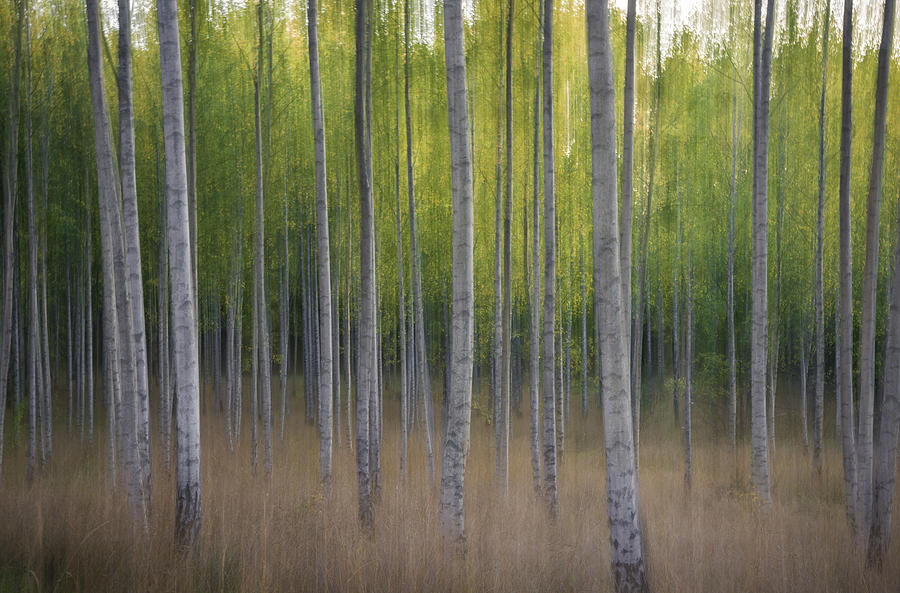 Intentional Camera Movement Photograph by Christian Lindsten