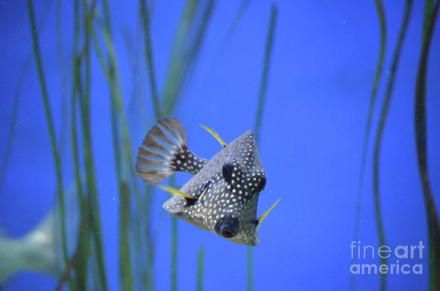 Interesting angle of Spotted Trunkfish Photograph by DejaVu Designs
