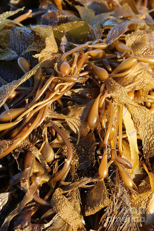 Interesting Kelp Photograph by Carol Groenen
