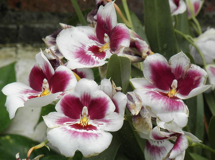Interesting Orchids by Barbara Keith Interesting Orchids by Barbara Keith
