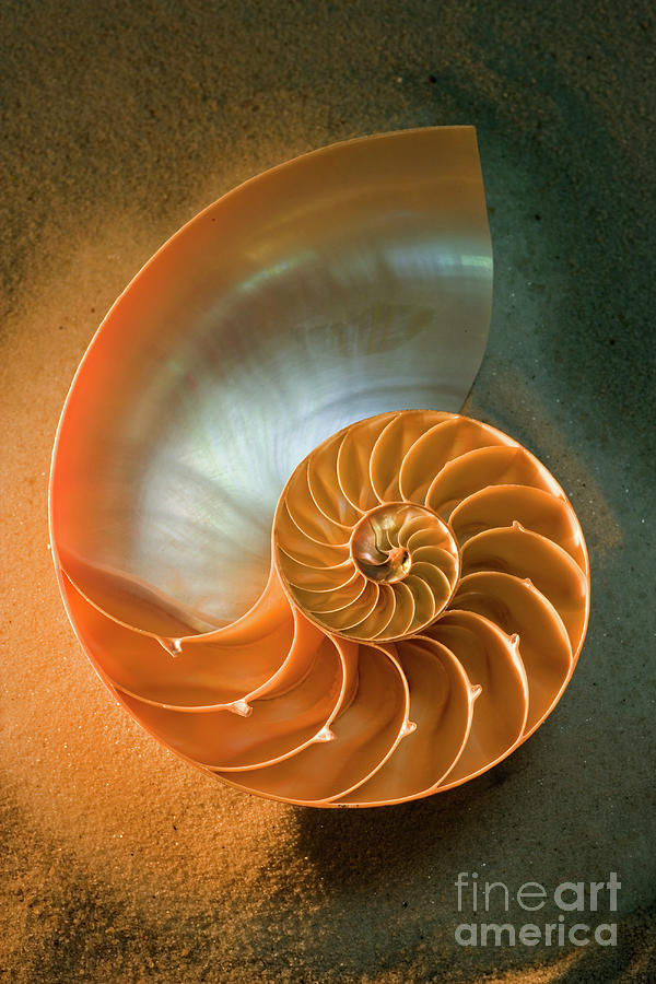 Interior Of Nautilus Shell On Sand Photograph by Seth Joel Photography