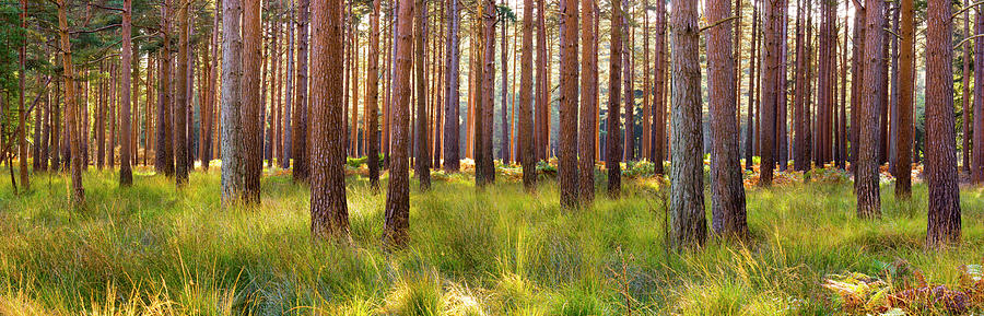 Interior Of Pine Forest, Dorset, Uk Photograph by Travelpix Ltd