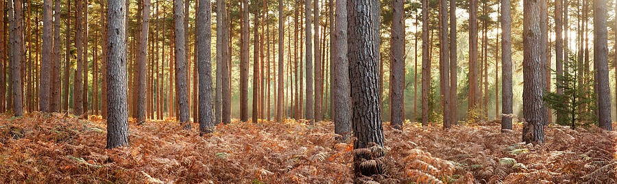 Interior Of Pine Forest, New Forest Photograph by Travelpix Ltd