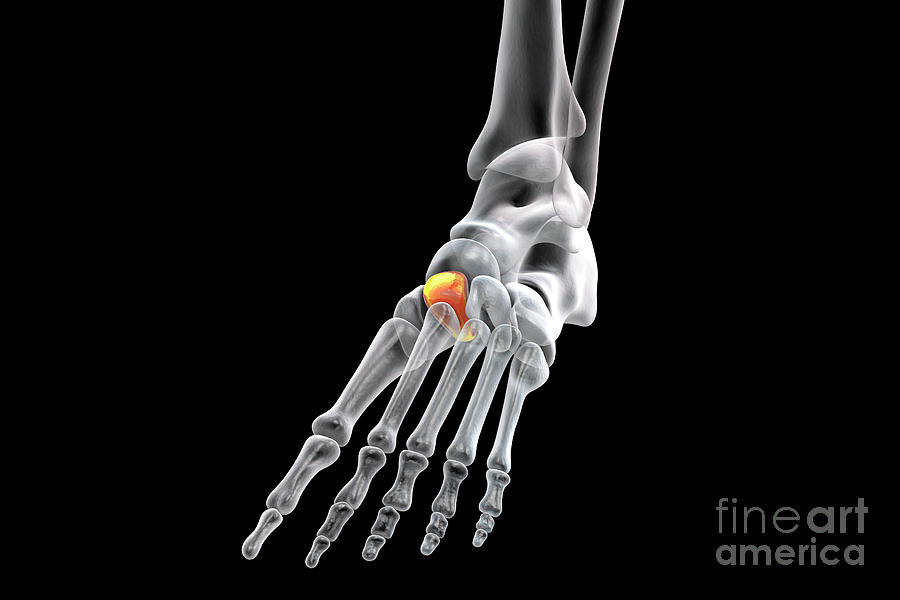 Intermediate Cuneiform Bone Photograph by Kateryna Kon/science Photo ...