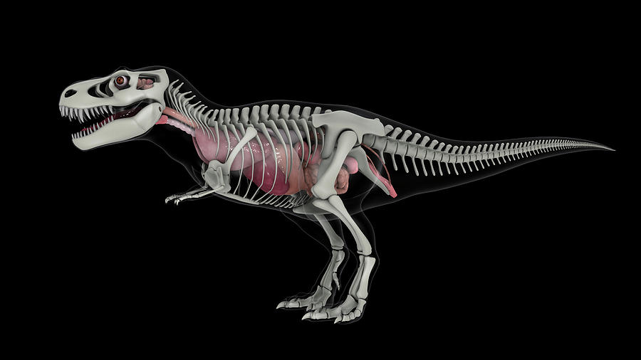 t rex bones