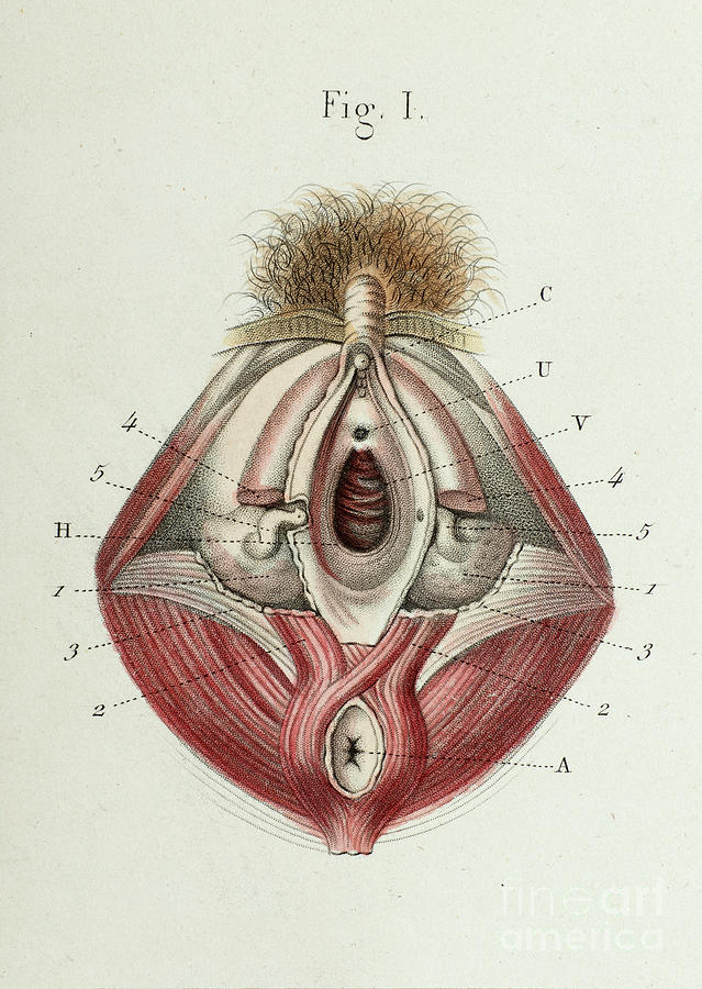 Internal And External Female Genitals Photograph by Science Photo Library