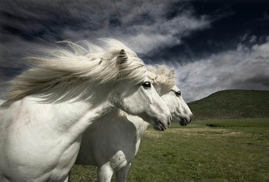 Horse Photograph - Interplay by Bragi Ingibergsson -