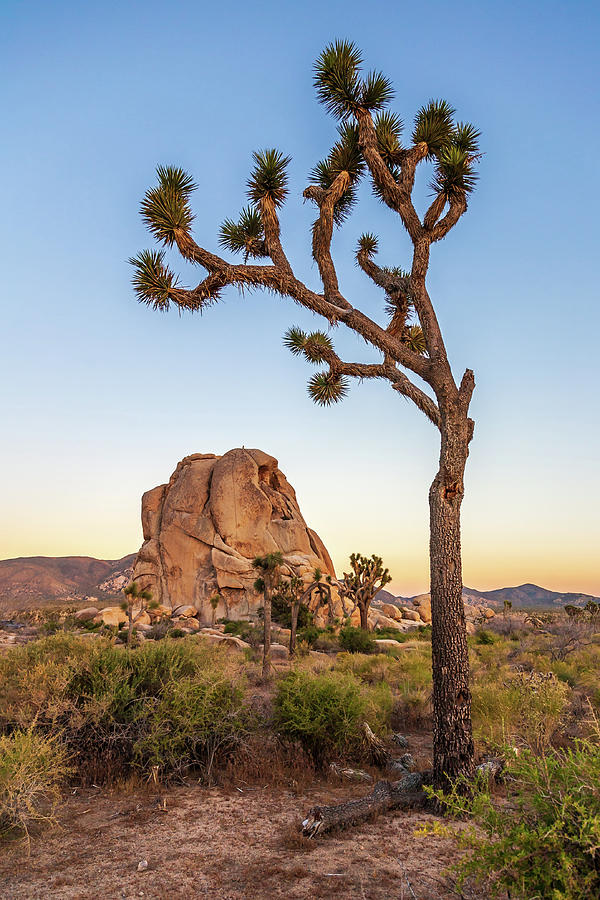 Intersection Rock and Joshua Tree Photograph by Peter Tellone