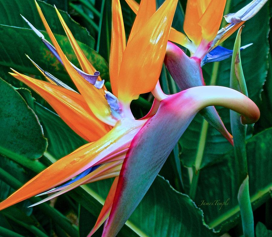 Bird Of Paradise Photograph - Intertwine by James Temple