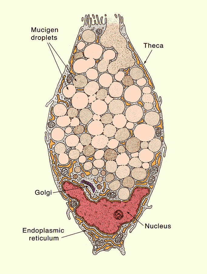 Intestinal Goblet Cell, Labeled Photograph by Science Source