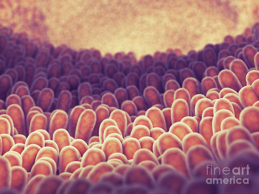 Intestinal Lining Photograph by Nobeastsofierce/science Photo Library
