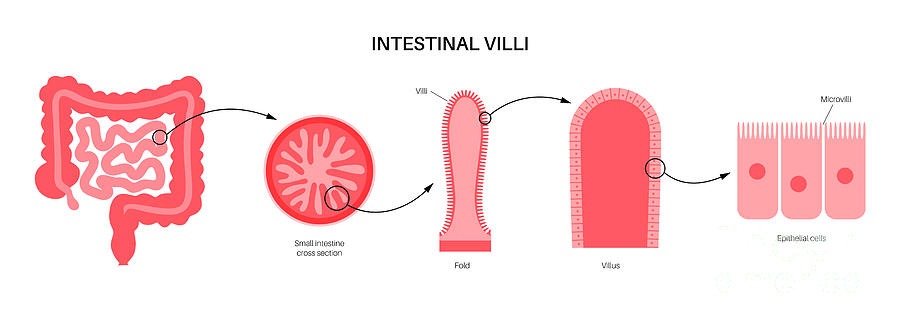 Intestinal Villi Photograph by Pikovit / Science Photo Library