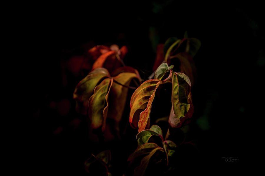 Intimate Autumn 1 Photograph by Bill Posner
