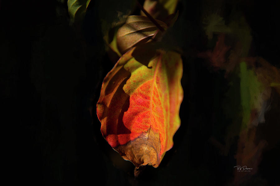 Intimate Autumn 2 Photograph by Bill Posner