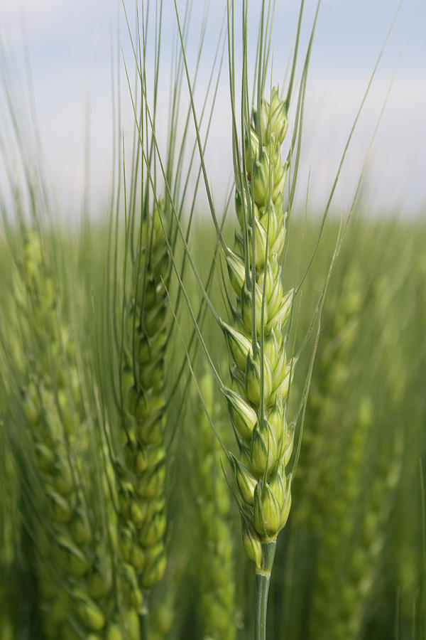 Intimate Bearded Wheat Photograph by Dylan Punke