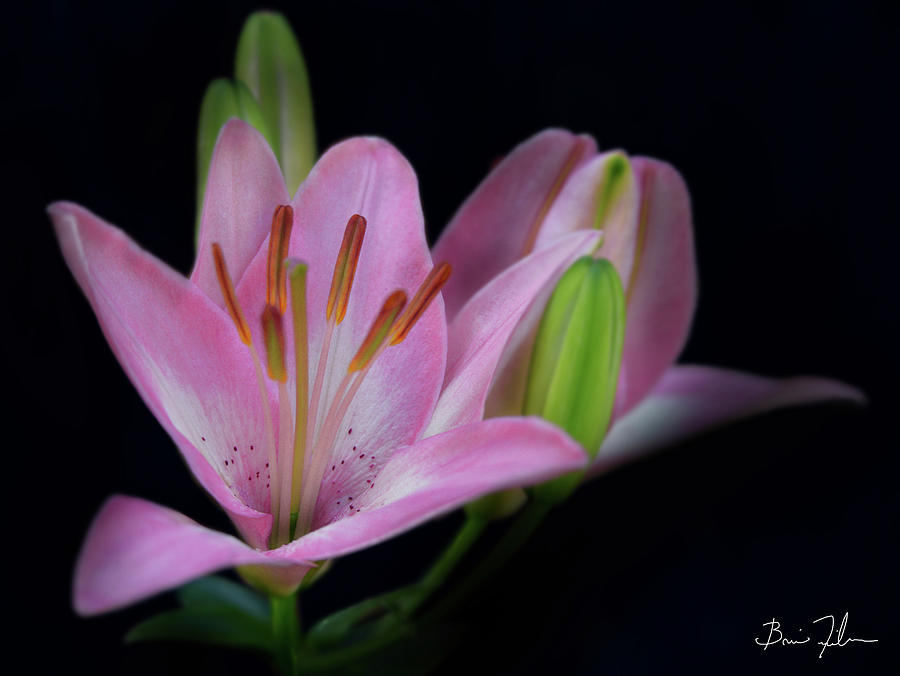 Spring Photograph - Intimate by Fivefishcreative