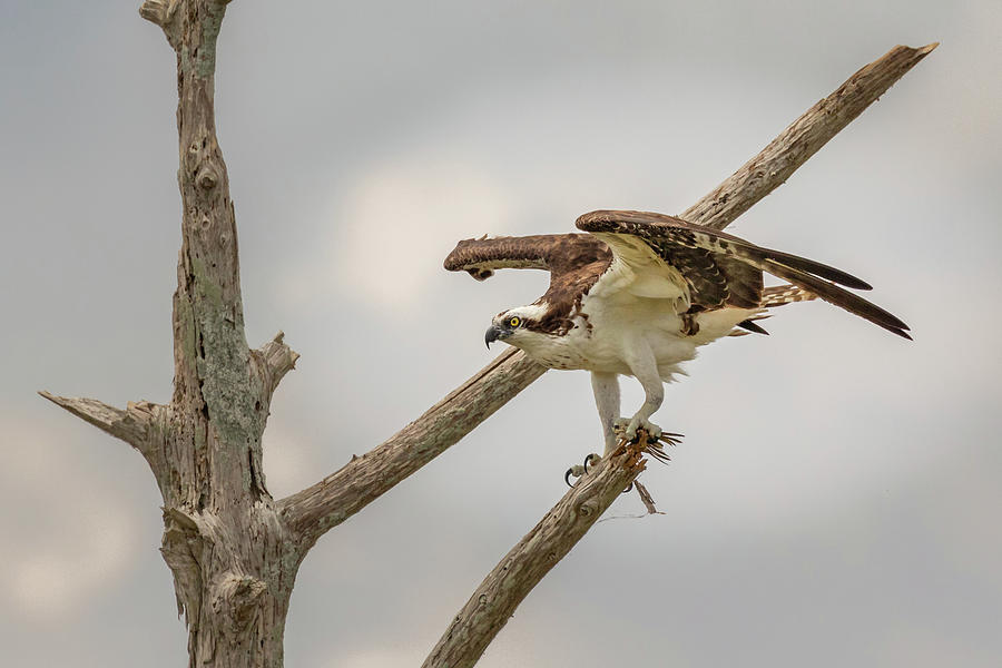 Intimidating Osprey Photograph by Les Greenwood