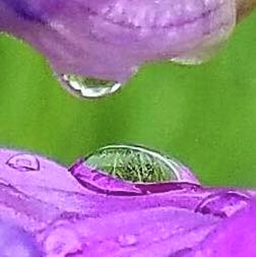 Into a raindrop Photograph by Michelle Stevens