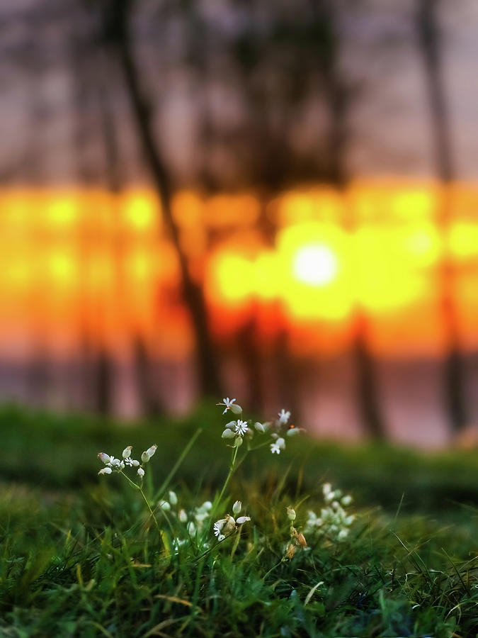 Into dreams by Davor Zerjav Into dreams by Davor Zerjav
