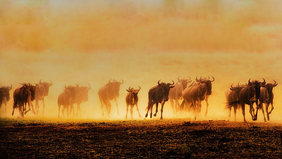 Wildlife Photograph - Into Migration by Mohammed Alnaser