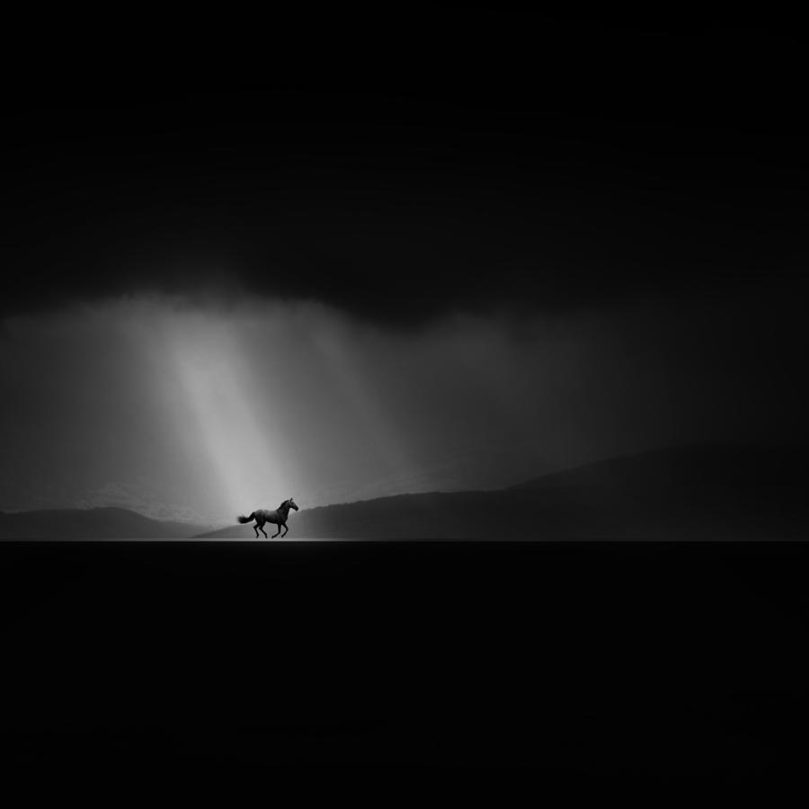 Horse Photograph - Into The Dark by Iman Tehranian