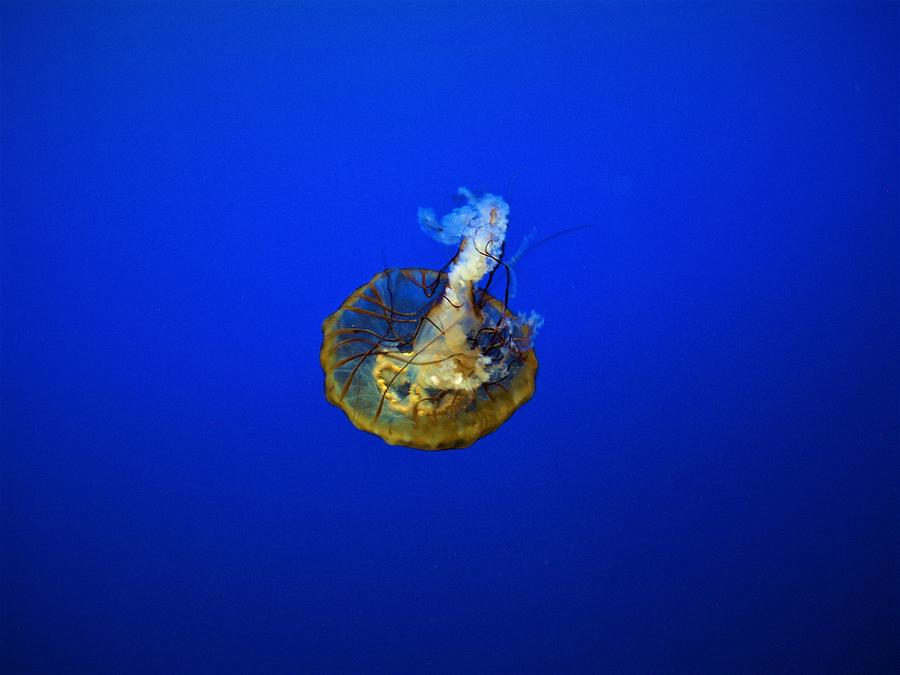 Into The Deep Blue Photograph by Jenna Monroe - Fine Art America