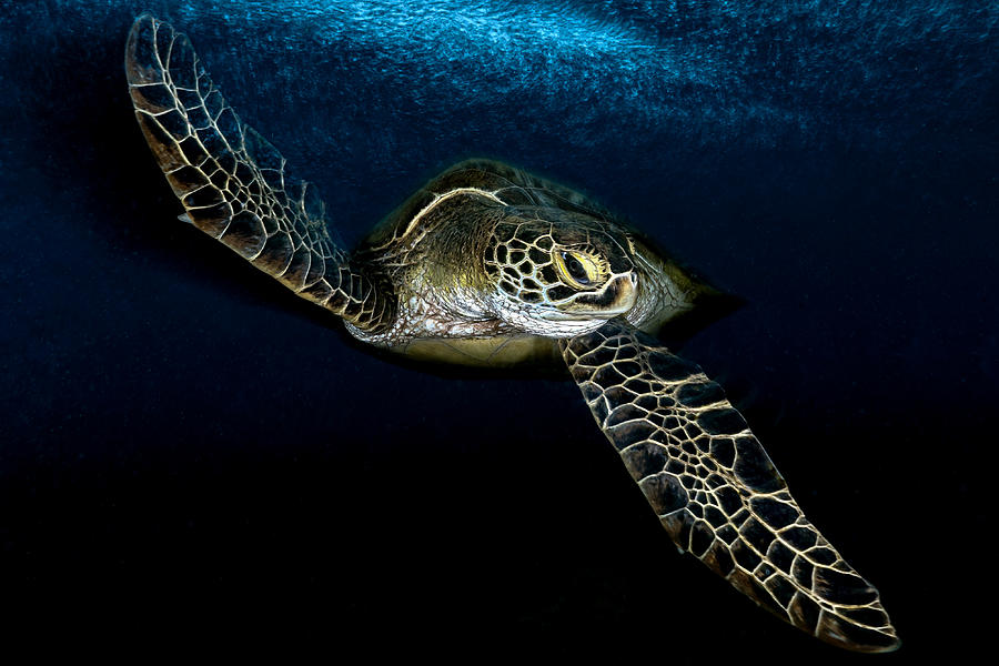 Into The Deep Blue Sea Photograph by Serge Melesan