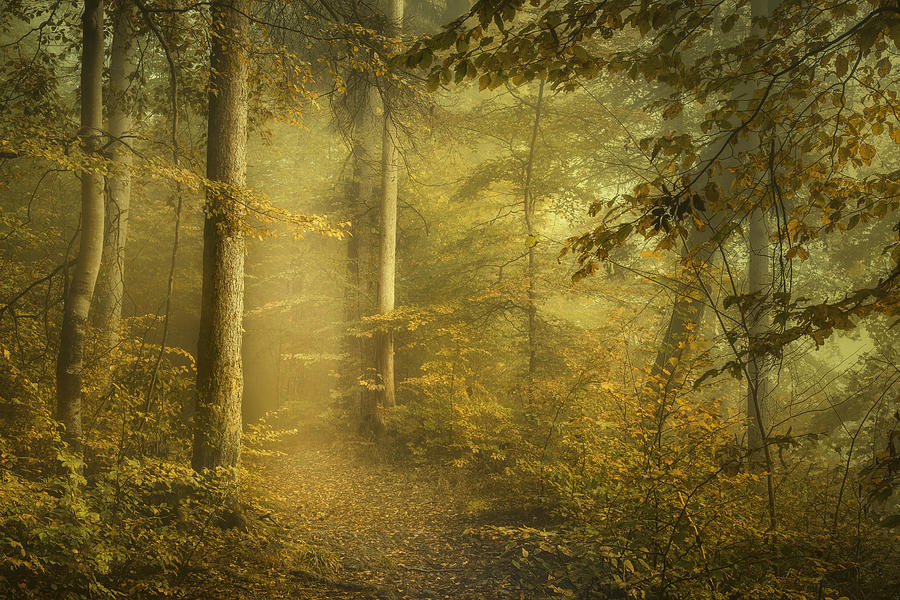 Into The Fall Photograph by Norbert Maier