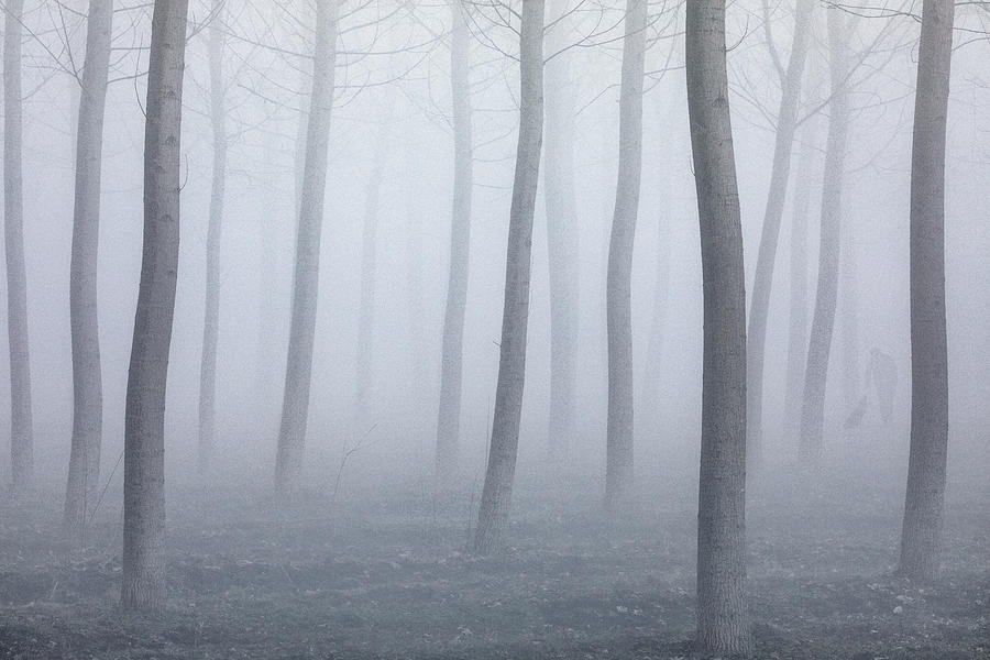 Into The Fog Photograph by Fiorenzo Carozzi
