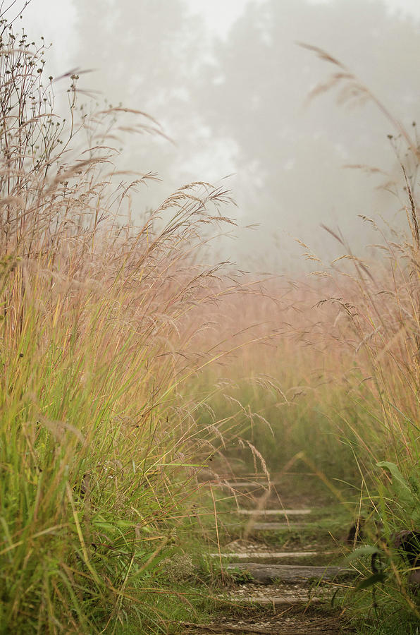 Into The Fog by Nikki Watson McInnes Into The Fog by Nikki Watson McInnes