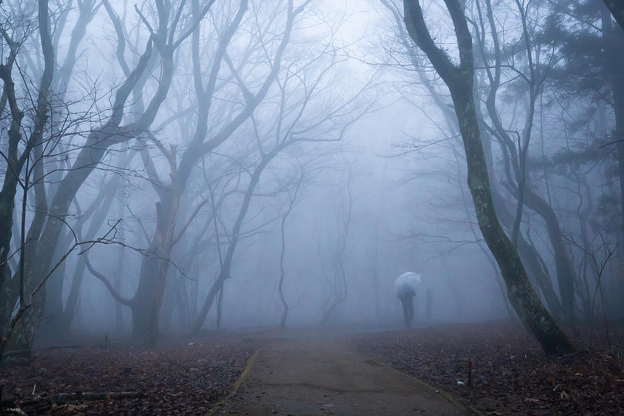 Into The Fog Photograph by Ryo Itai