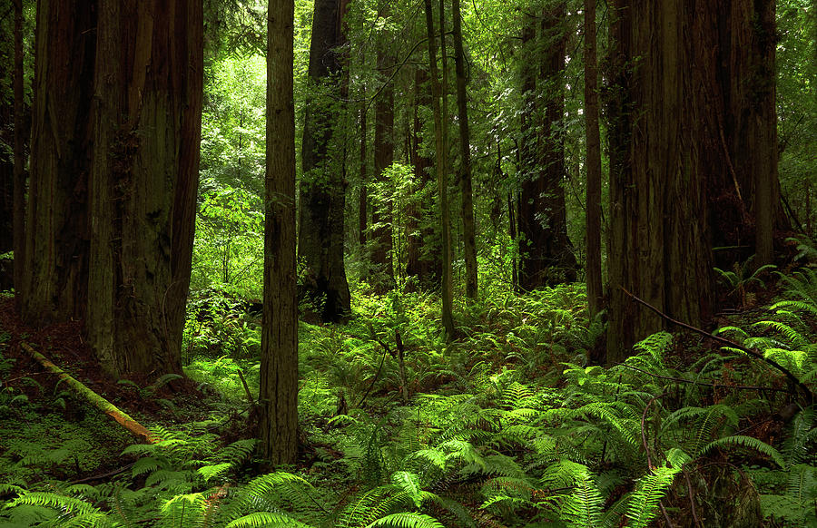 Into The Forest Horizontal - Redwood National Park by TL Mair Into The Forest Horizontal - Redwood National Park by TL Mair