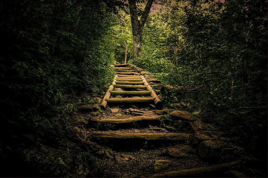 Into The Forest by Pete Federico Into The Forest by Pete Federico