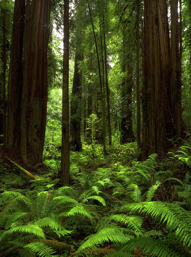 Into The Forest - Redwood National Park by TL Mair Into The Forest - Redwood National Park by TL Mair