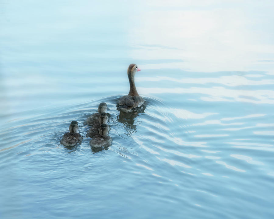 Into the Future - Black-Bellied Whistling Duck Family Photograph by Mitch Spence